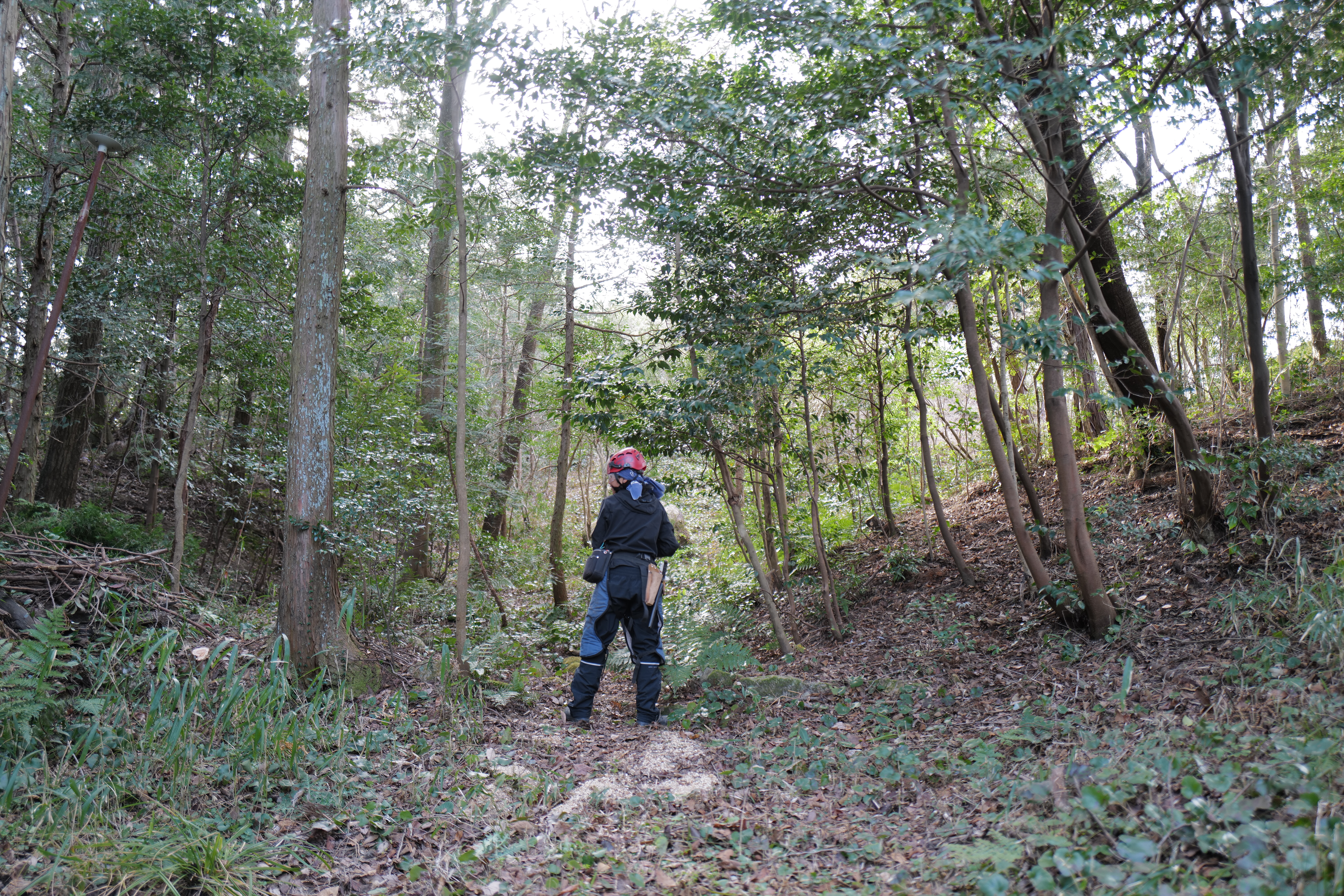 Mixed woodland canopy after selective thinning, light filtering through to broadleaf saplings