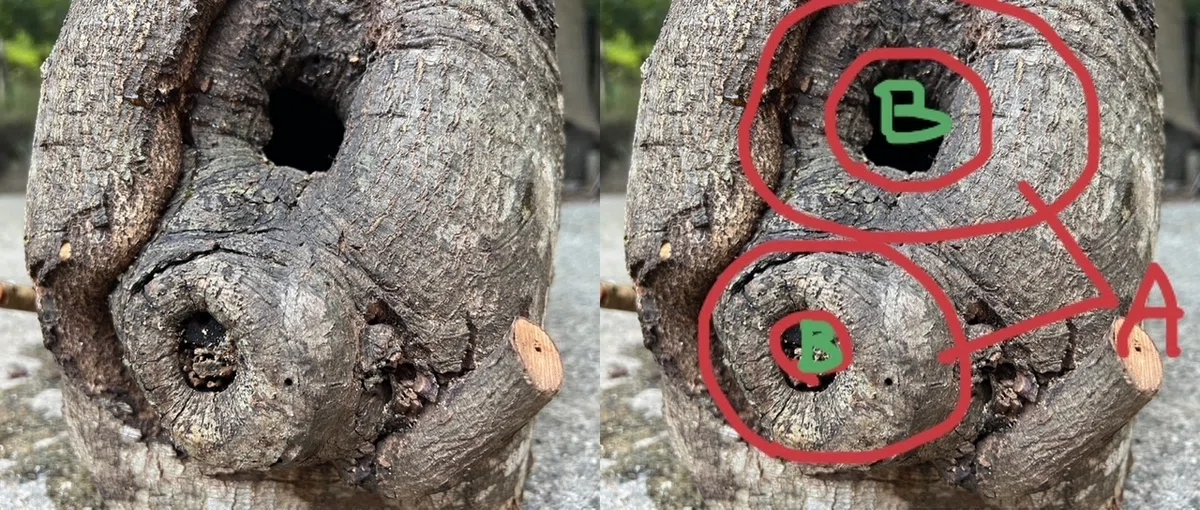 樹洞を持つ老木の外観 — 外皮に残る傷跡と辺材の状態