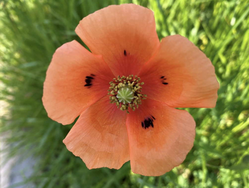 ナガミヒナゲシ オレンジの花 道端 外来植物 剪定屋空
