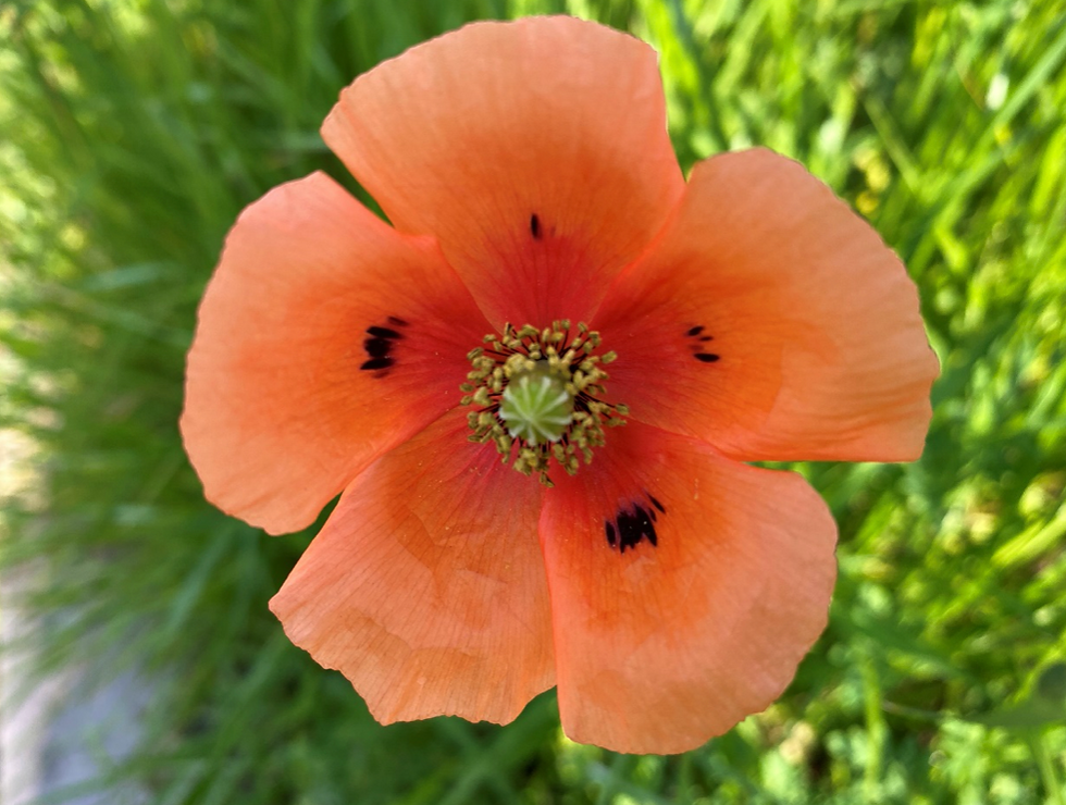 実は危険 ポピーことナガミヒナゲシ三重県剪定伐採お庭のお手入れ専門店 剪定屋空