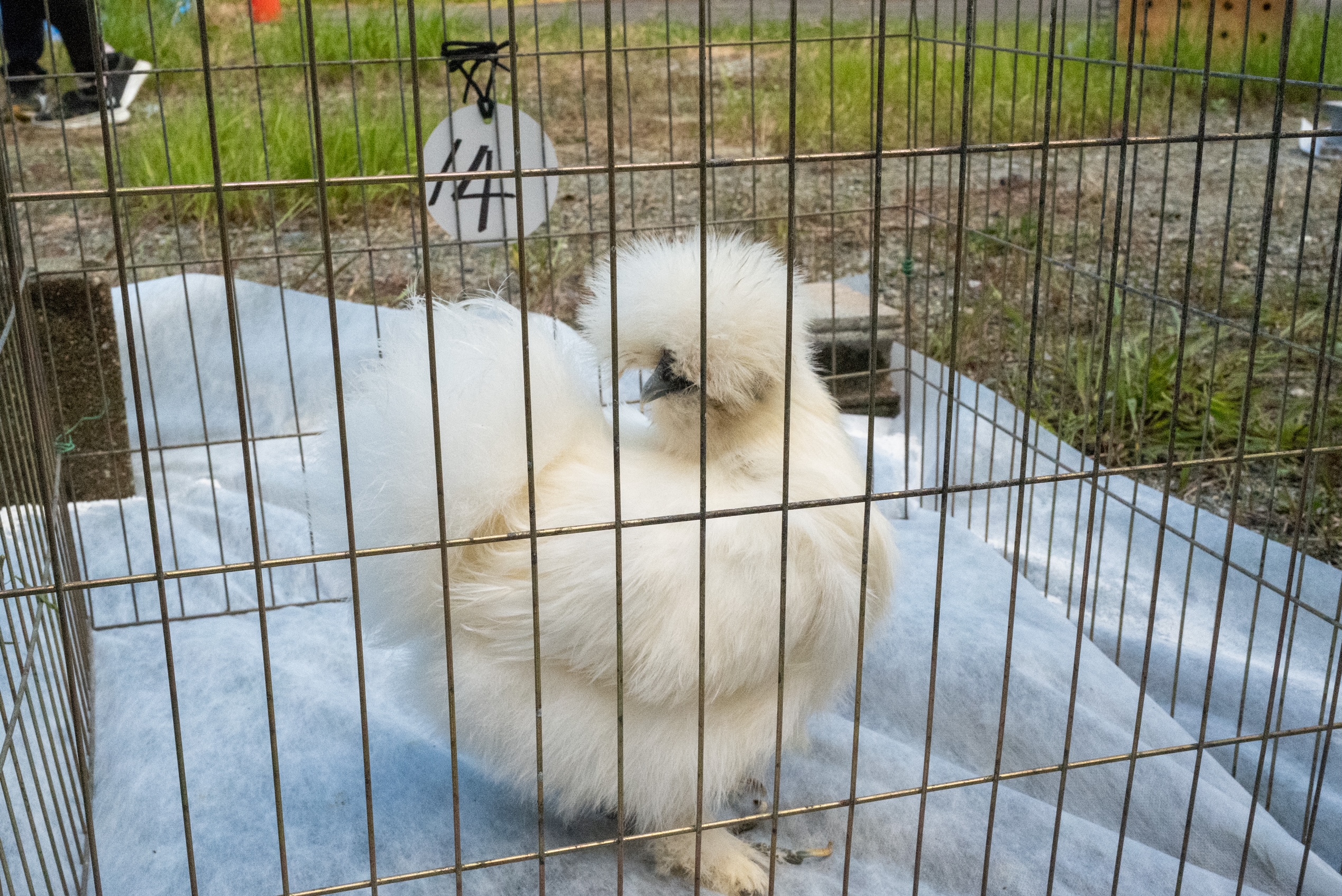 Japan Native Chicken registration review event
