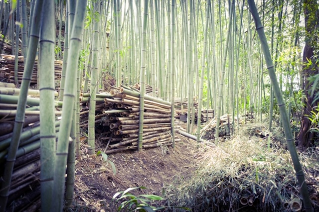 Managed bamboo forest at Hōin-ji Temple with stacked cut bamboo, part of biodiversity restoration efforts
