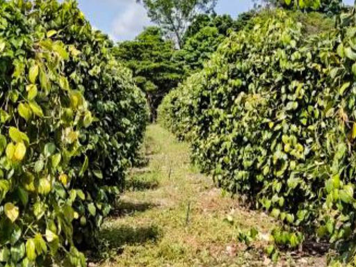 Tarifaço de Trump atinge a economia de Tomé-Açu