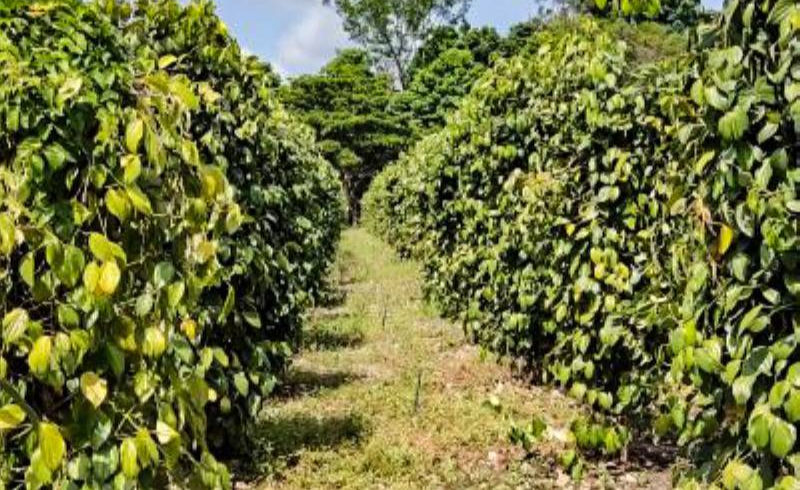 Plantio de pimenta-do-reino