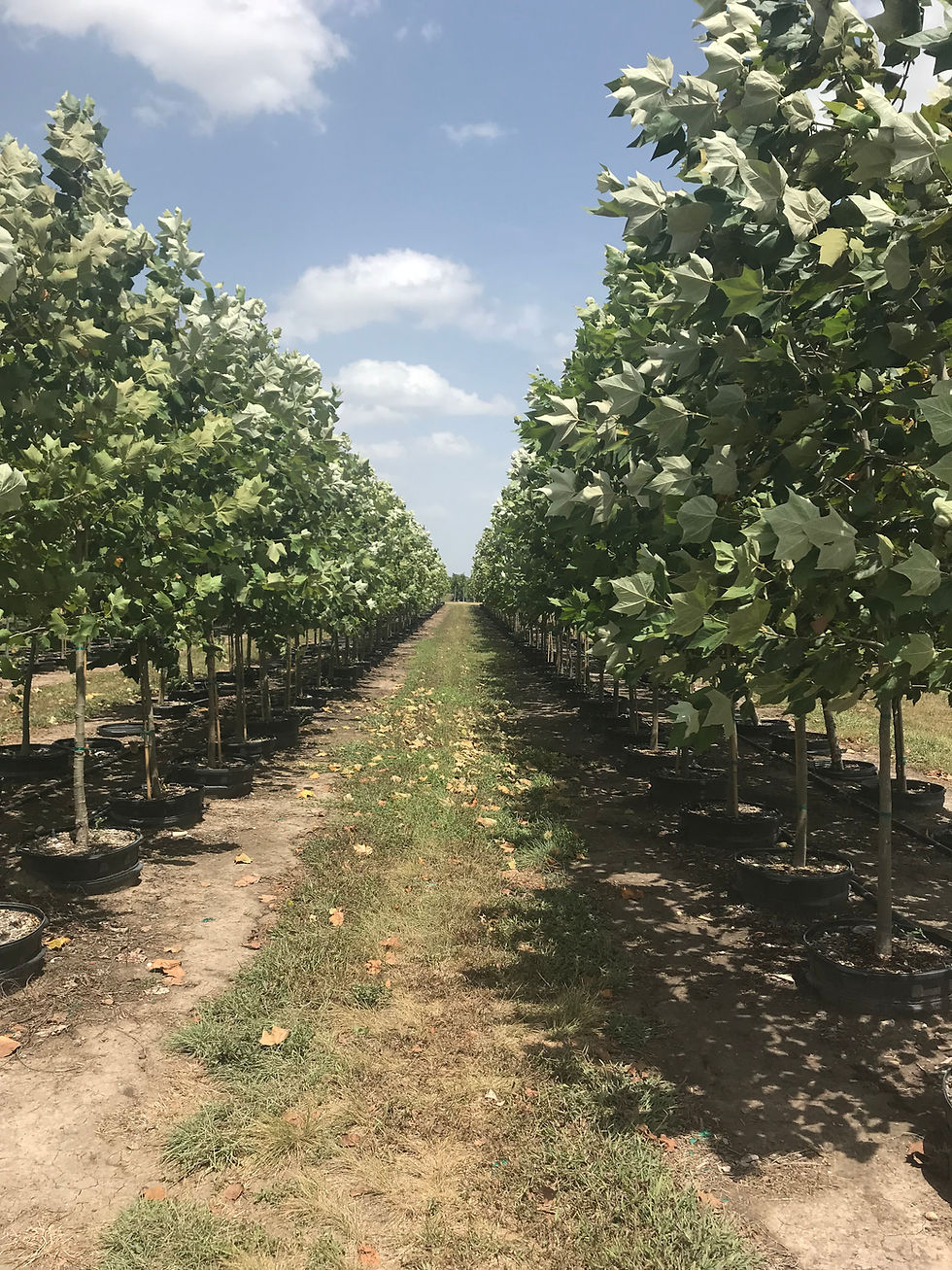 Rows of young trees at a wholesale farm
