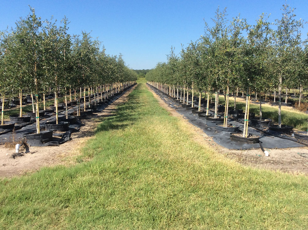 Rows of young trees at a Texas wholesale tree farm