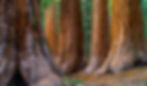 iStock-536287639.jpg