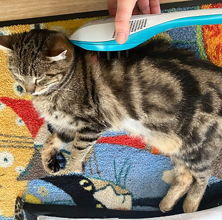 Behandlung an Katze