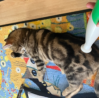 Behandlung an Katze