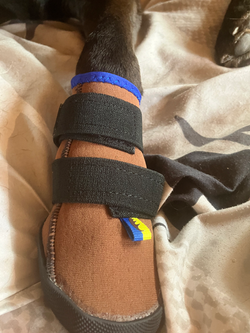 Pfotenschuh mit Einlage