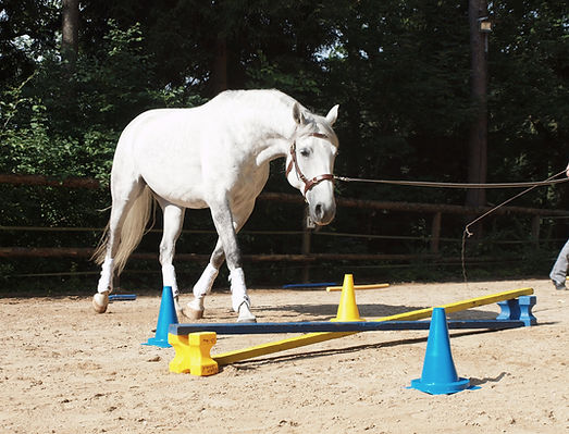 Katrin und ihre Lipizzanerstute Tosiana beim Geitnern