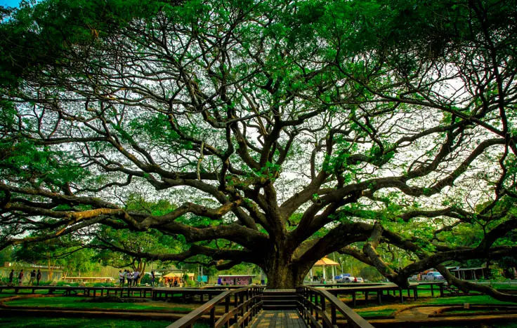Giant-Rain-Tree-kanchanaburi-thailand_edited.jpg