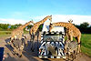 kanchanaburi-safari-park-bangkok-in-thailand_edited.jpg