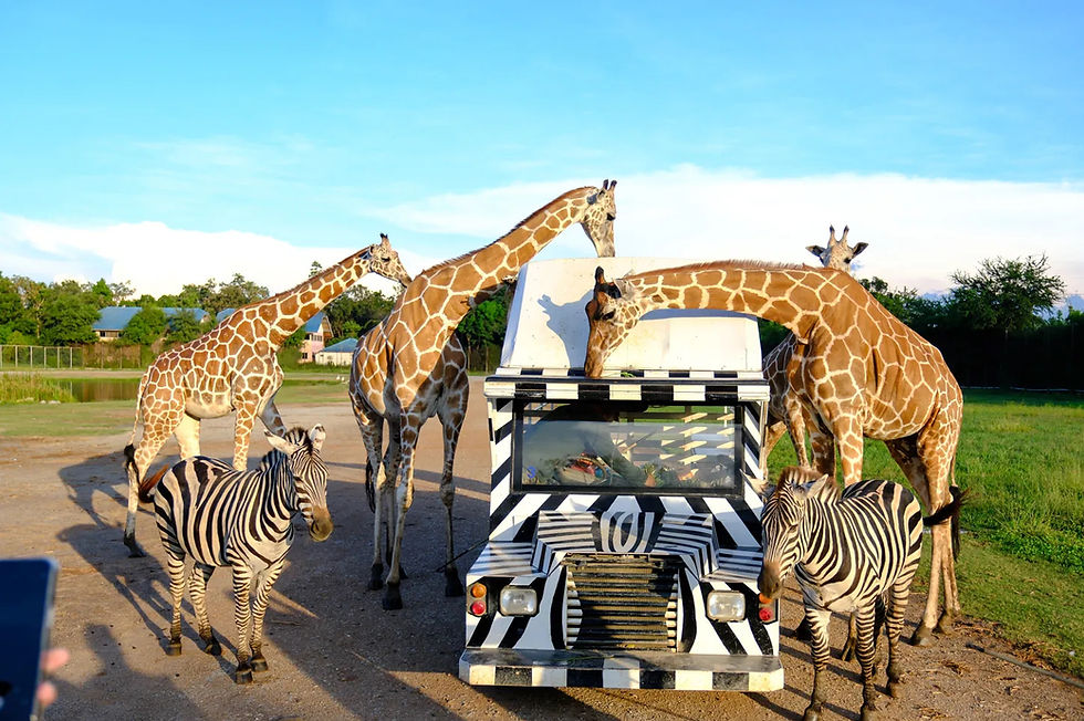kanchanaburi-safari-park-bangkok-in-thailand_edited.jpg