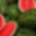 watermelons