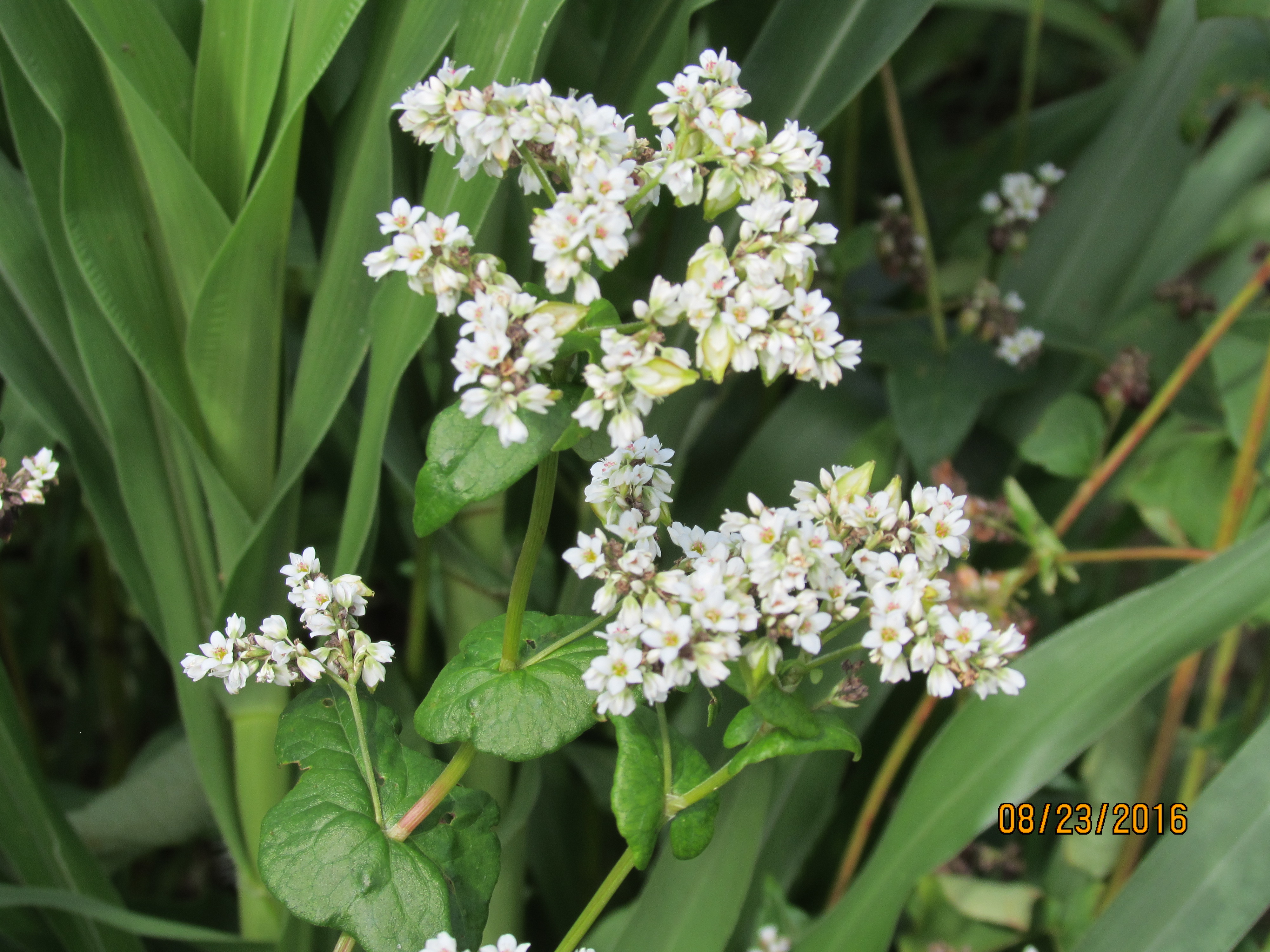 Buckwheat flower