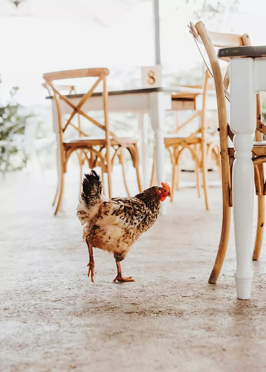 Meet our resident Hen, other bunnies and farm animals