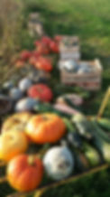 récolte courges.jpg
