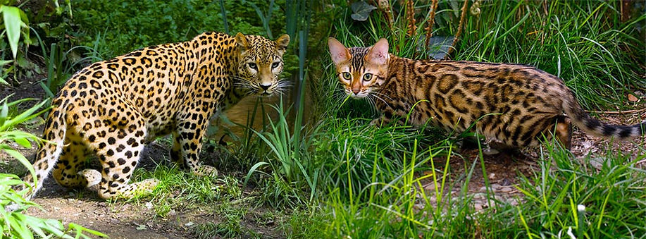 bengal-cat-vs-leopard-rosettes.jpg