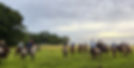 The Great Colombian Cattle Round-Up, Colombia Entre Orejas.jpg
