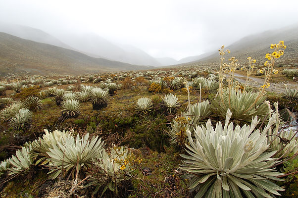 Micarache Frailejon y valle (2).JPG