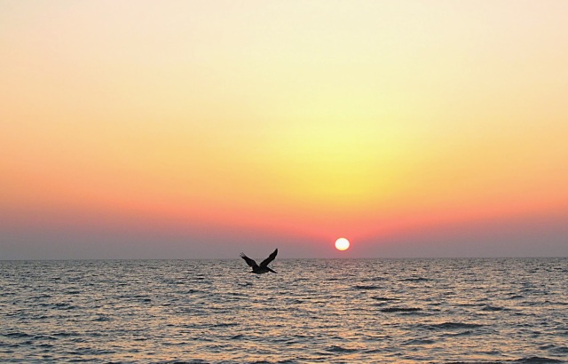 southwest florida forks