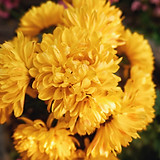 Yellow Flowers Close-Up