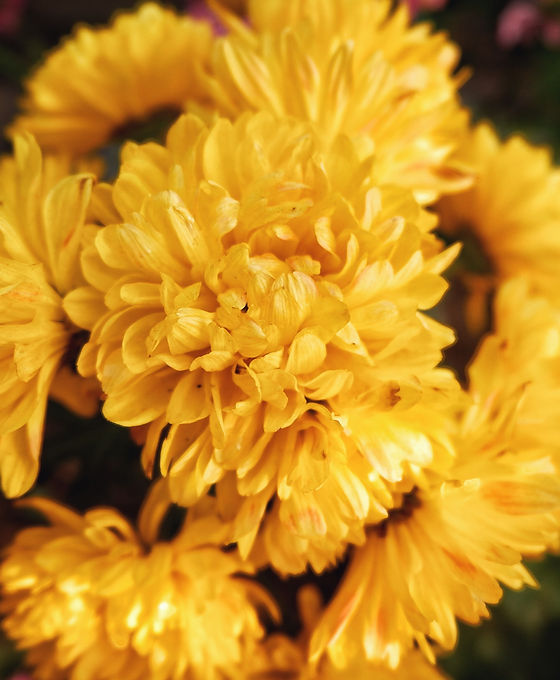 Daffodils