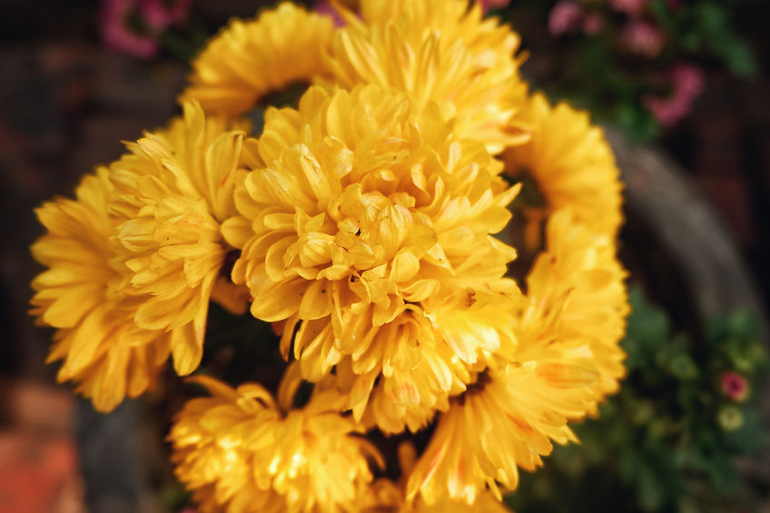 Daffodils