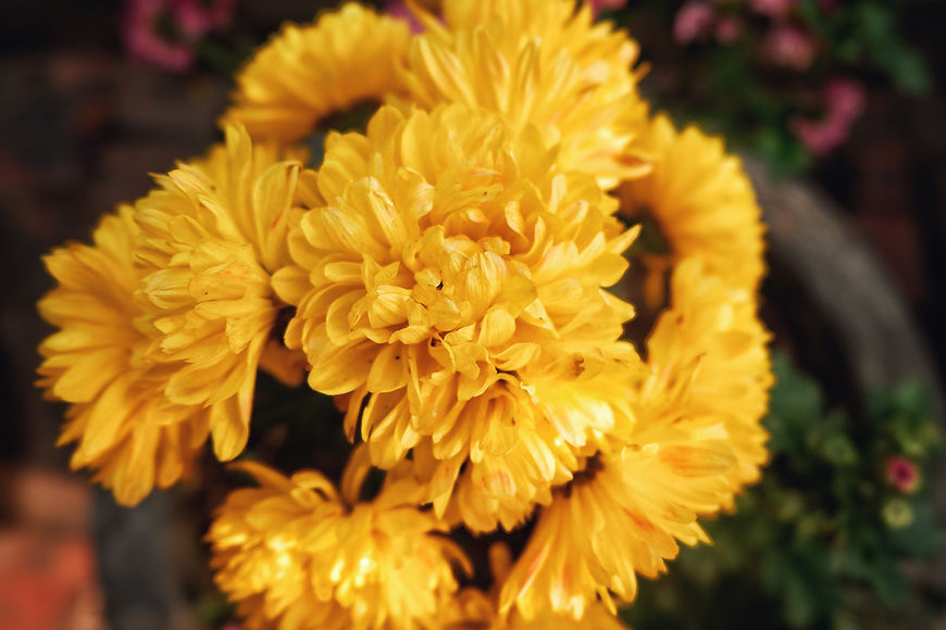 Daffodils