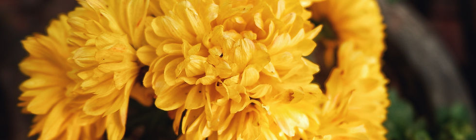 Daffodils