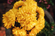 Chrysanthemum