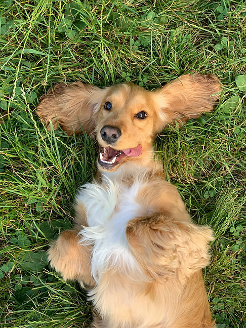 A puppy in dog training class lying down