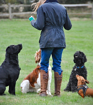 Jo at Happy Hounds Haslemere practising sit training with 4 dogs 