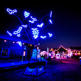 Ion-Art-Neon-Bats-Austin-Texas