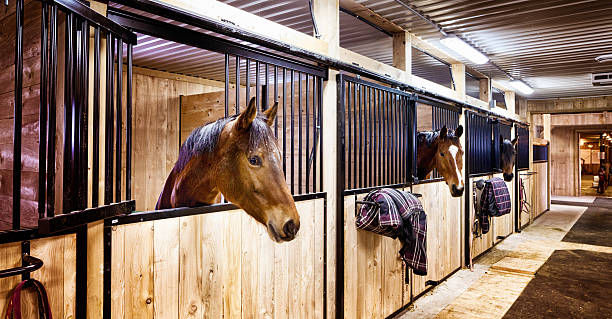 Hot Weather Horse Care: My 5 Favorite Summer Survival Strategies