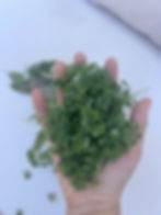 Oregano Buds For Oil Prep