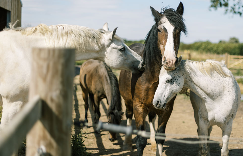 The herd relaxing at Track Clinic equine therapy centre in Somerset, within easy reach of Bath, Bristol, and Salisbury — all less than an hour’s drive away.