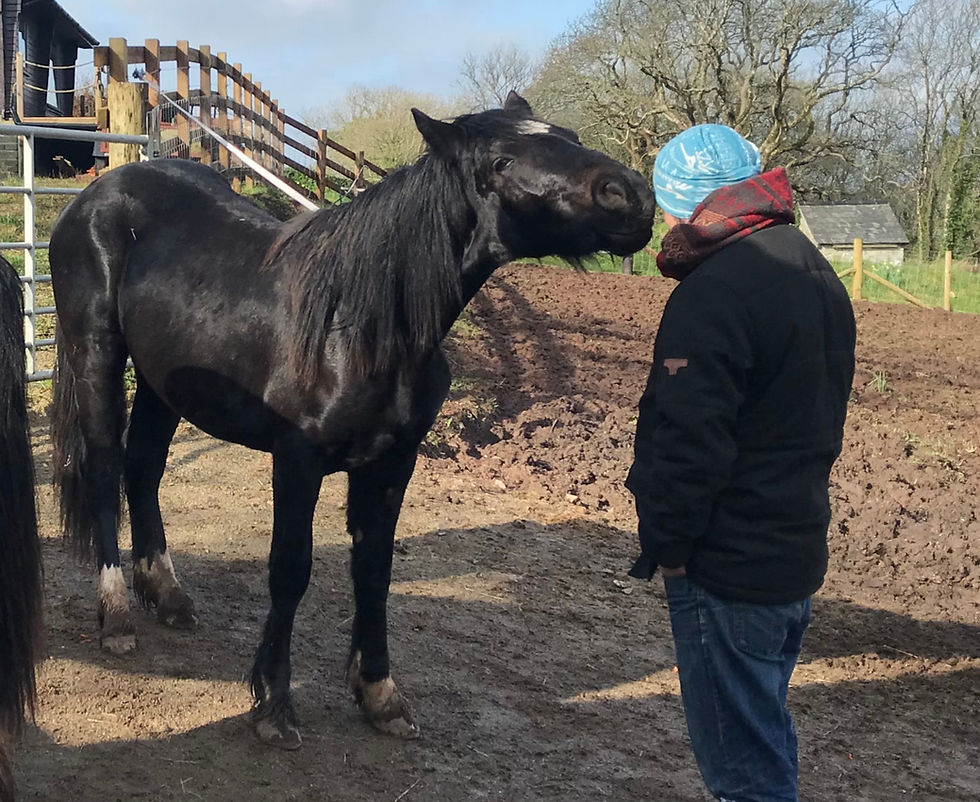 ptsd equine-assisted therapy