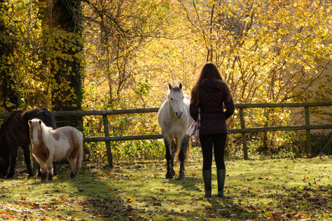 What happens in an equine-assisted therapy session?