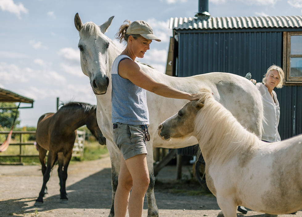Horse whisperer