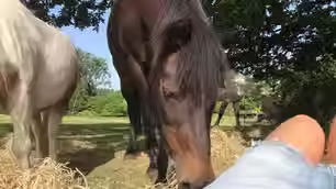 My Child has Social Anxiety. Can Equine Therapy help?