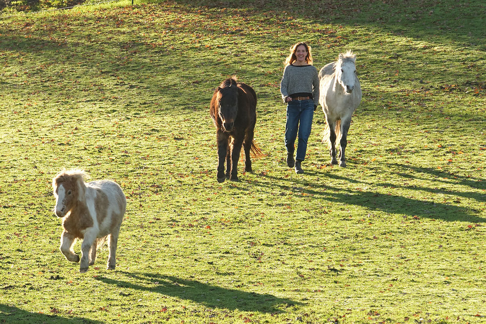 team building activity with horses in the countryside in nature