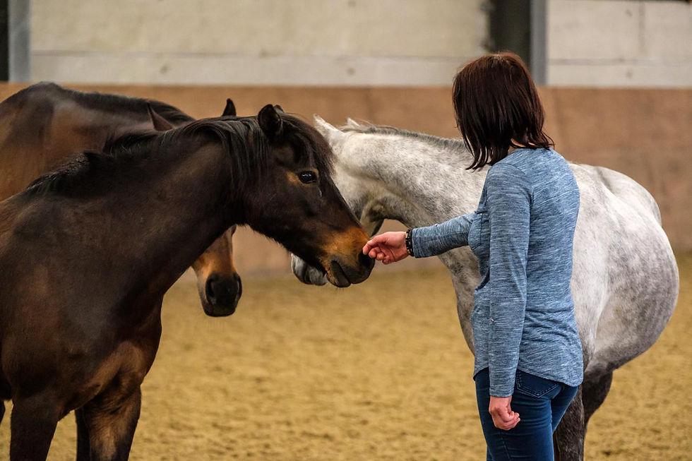 equine therapy - relationship over recipe