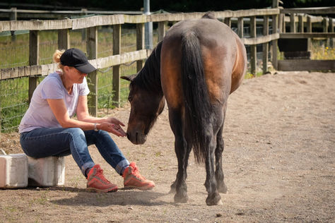 What do horses do during an equine therapy session?
