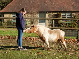 How Equine Therapy Differs from Talk Therapy | Track Clinic