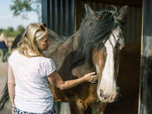 Looking for Team Building Activities Ideas? Reconnect & Rejuvenate on aTeam Away Day with Horses