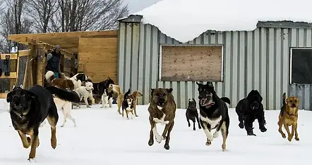 chien-extérieur.png
