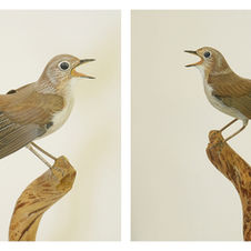common ninghtingale sculpture
sculpture rossignol philomèle
sydnäktergal skulptur
bird sculpture
wildlife art
sculpture oiseau
fågel skulptur
