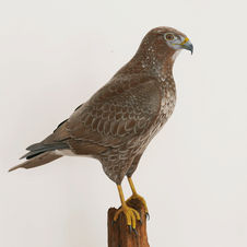 common buzzard sculpture
sculpture buse variable
ormvråk skulptur
bird sculpture
wildlife art
sculpture oiseau
fågel skulptur
